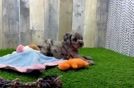Cockapoo Puppy for Adoption