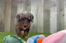 Mini Bernedoodle Pup Being Cute