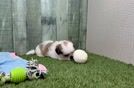 Teddy Bear Pup Being Cute
