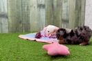Playful Yo Yo Poo Poodle Mix Puppy