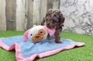 Mini Labradoodle Puppy for Adoption