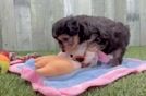 Best Mini Aussiedoodle Baby
