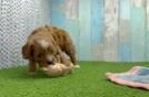 Cavapoo Puppy for Adoption