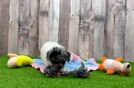 Meet Lilac - our Poodle Puppy Video