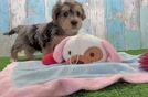 Yorkie Poo Pup Being Cute
