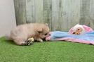 Funny Pomeranian Purebred Pup