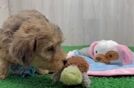 Hypoallergenic Yorkie Doodle Poodle Mix Puppy