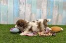 Little Cavalier Bichon Designer Puppy