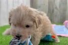 Best Maltipoo Baby