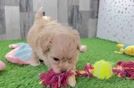 Fluffy Maltipoo Poodle Mix Pup