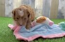 Cavapoo Pup Being Cute