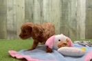 Meet Lil Red - our Cavapoo Puppy Video