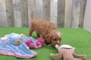 Cavapoo Pup Being Cute