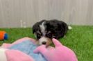 Energetic Mini Bernesedoodle Poodle Mix Puppy