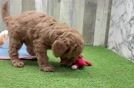 Best Mini Goldendoodle Baby