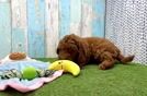 Best Mini Goldendoodle Baby