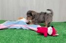 Meet Chase - our Yorkie Poo Puppy Video