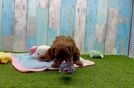 Meet Marcelo - our Cavapoo Puppy Video
