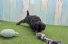 Smart Cavapoo Poodle Mix Pup