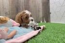 Sweet Cavapoo Baby