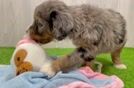 Adorable Mini Bernese Poodle Poodle Mix Puppy