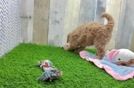 Best Mini Goldendoodle Baby