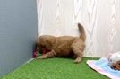 Meet Locke - our Mini Goldendoodle Puppy Video