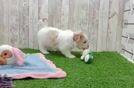 Small Havanese Purebred Pup