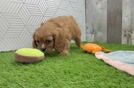 Cavalier King Charles Spaniel Pup Being Cute