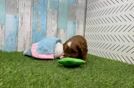 Cavapoo Puppy for Adoption
