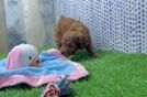 Cute Pudel Purebred Puppy