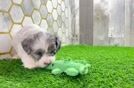 Best Shih Poo Baby