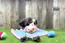 Smart Mini Bernedoodle Poodle Mix Pup