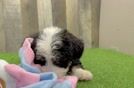 Cute Mini Bernedoodle Poodle Mix Pup