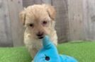 Maltipoo Pup Being Cute