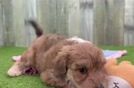 Meet Alpine - our Maltipoo Puppy Video
