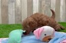 Mini Goldendoodle Pup Being Cute