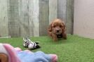 Best Cavapoo Baby