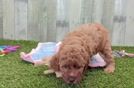 Energetic Cavoodle Poodle Mix Puppy