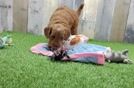 Meet Dolce - our Mini Goldendoodle Puppy Video