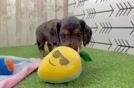 Cute Dachshund Purebred Pup