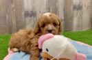 Cavapoo Pup Being Cute