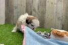 Shih Tzu Pup Being Cute