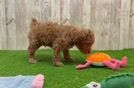 Poodle Pup Being Cute