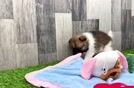 Meet Gosling - our Pomeranian Puppy Video