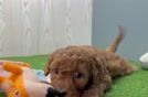 Little Mini Irishdoodle Poodle Mix Puppy
