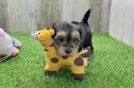 Funny Morkie Designer Pup