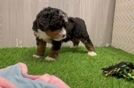 Playful Mini Bernese Poodle Poodle Mix Puppy