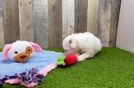 Meet Lithium - our Poodle Puppy Video