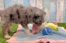 Cute Mini Aussiedoodle Baby